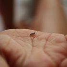 Baby Schnecke auf Kinderhand