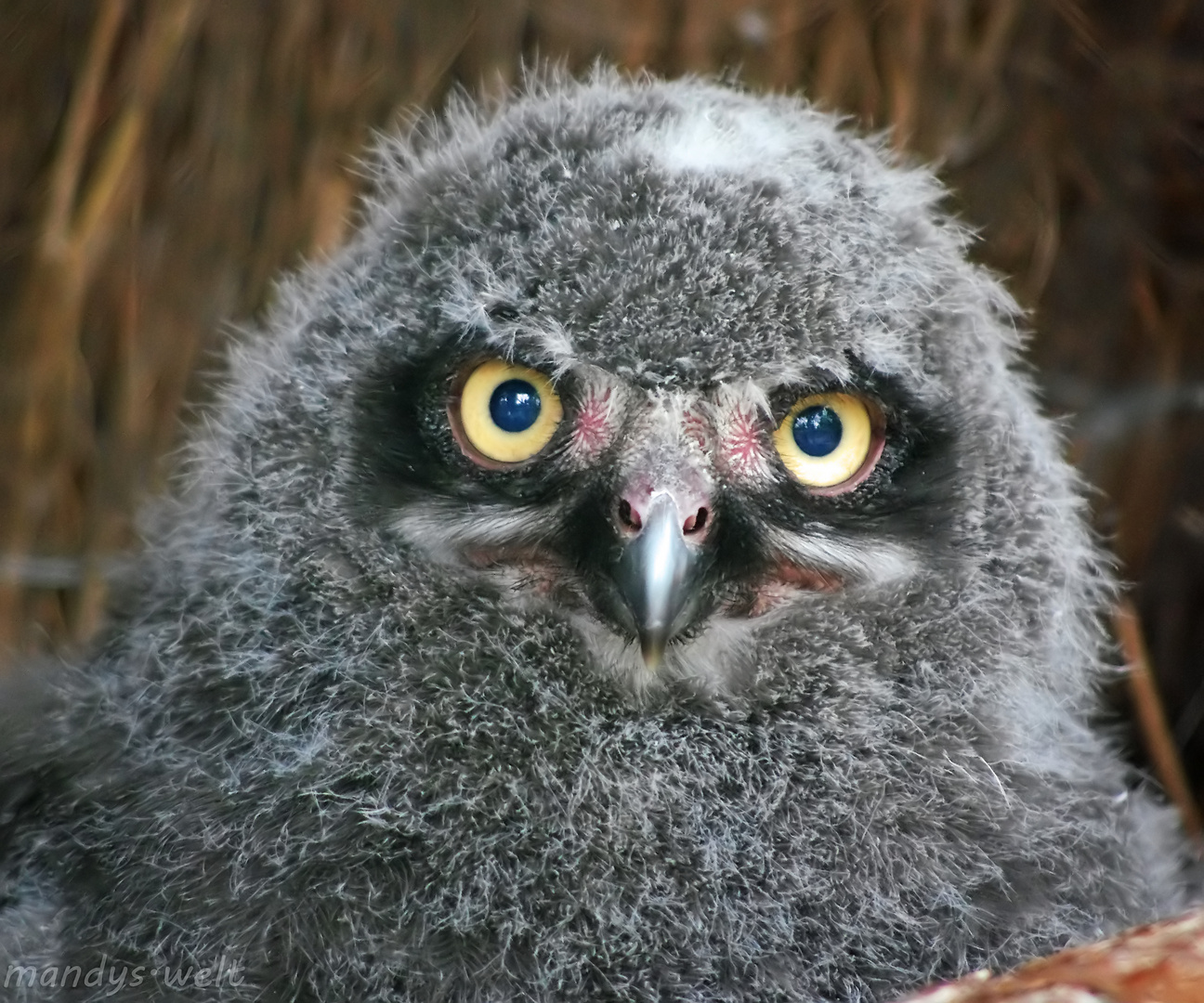 Baby-Schnee-Eule im Zoo Aschersleben