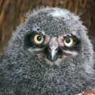 Baby-Schnee-Eule im Zoo Aschersleben