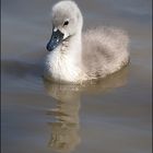 Baby Schwan