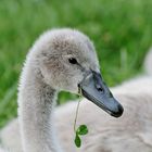 baby schwan