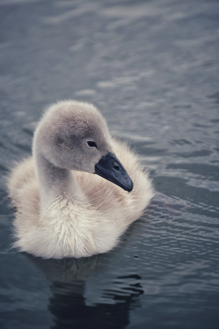 Baby Schwan