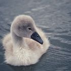 Baby Schwan