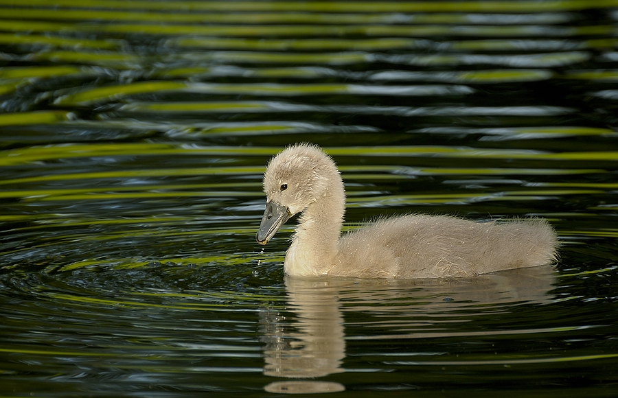 baby schwan