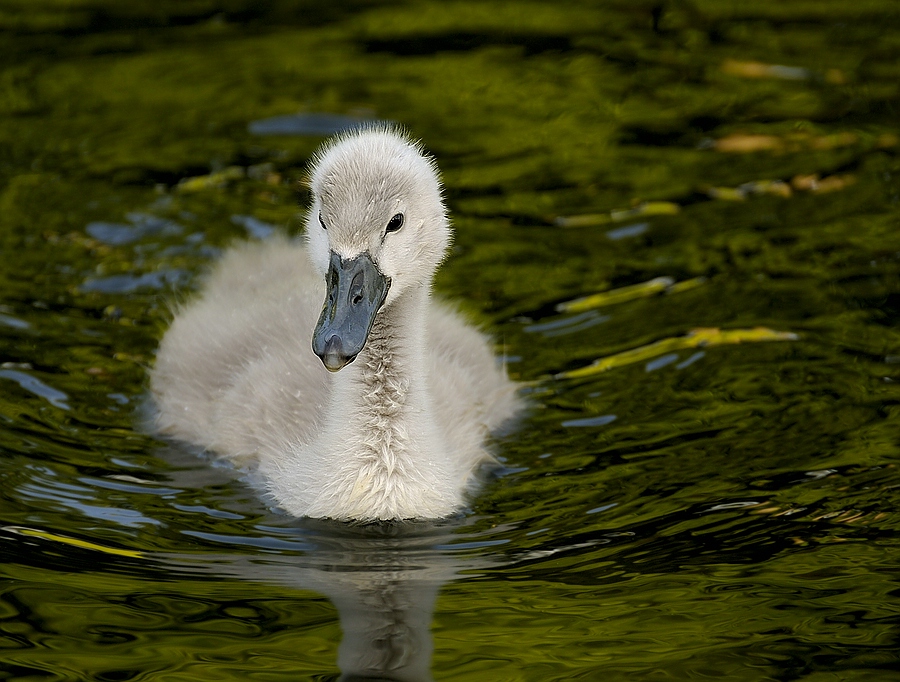 baby schwan