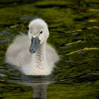 baby schwan