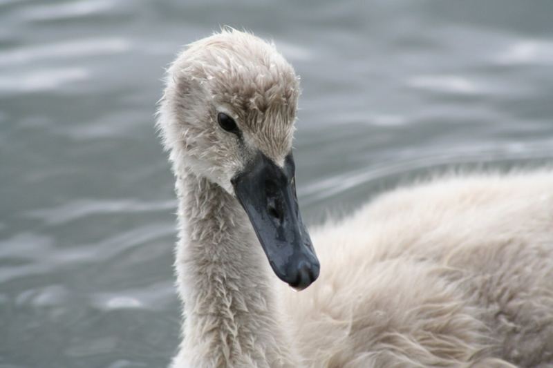 Baby Schwan