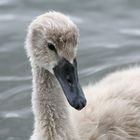 Baby Schwan