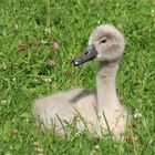 Baby Schwan