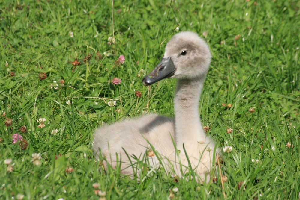 Baby Schwan