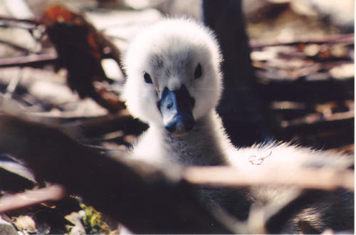 baby schwan