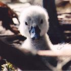 baby schwan