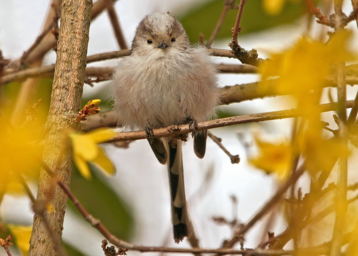 BABY-SCHWANZMEISE