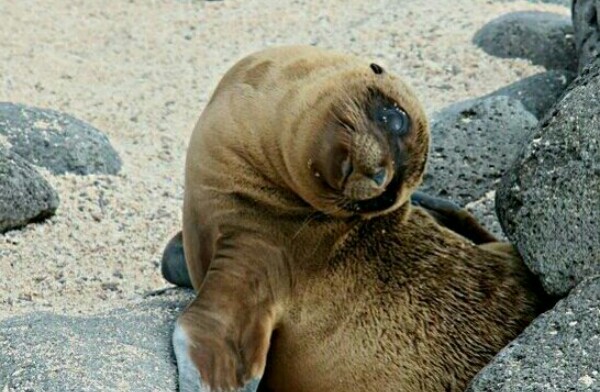 BABY SEA LION