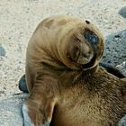 BABY SEA LION