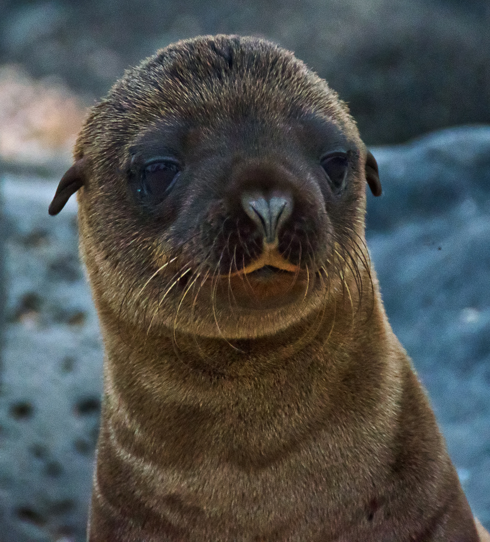 Baby Sea Lion