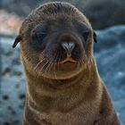 Baby Sea Lion