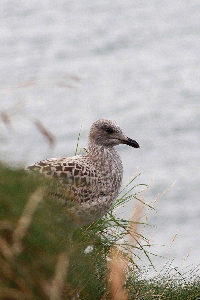 Baby Seagull