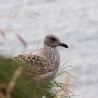 Baby Seagull