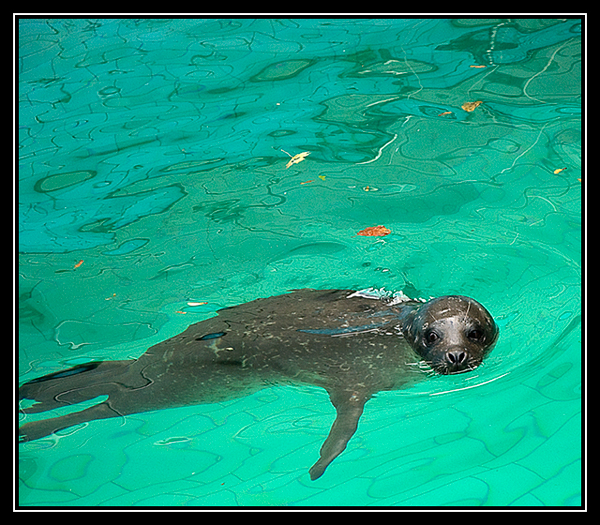 Baby seal