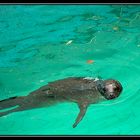 Baby seal