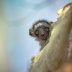 Baby Sifaka