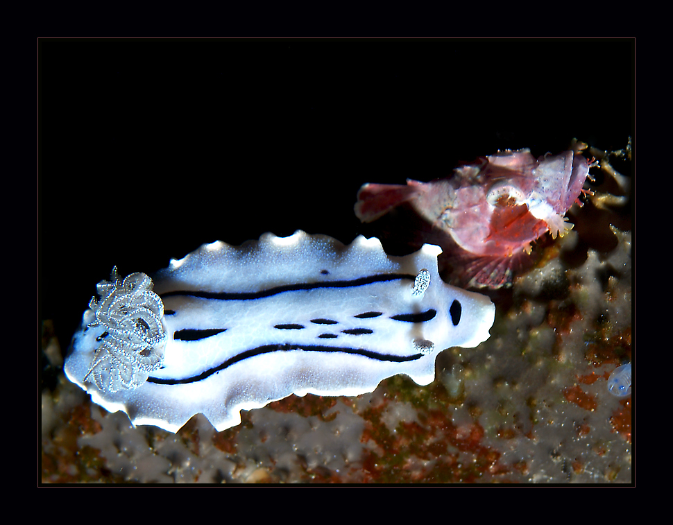 Baby Skorpionfisch mit grossem Freund Nudibranch