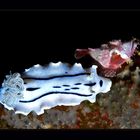 Baby Skorpionfisch mit grossem Freund Nudibranch