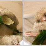 Baby-Sloth (2) / Costa Rica