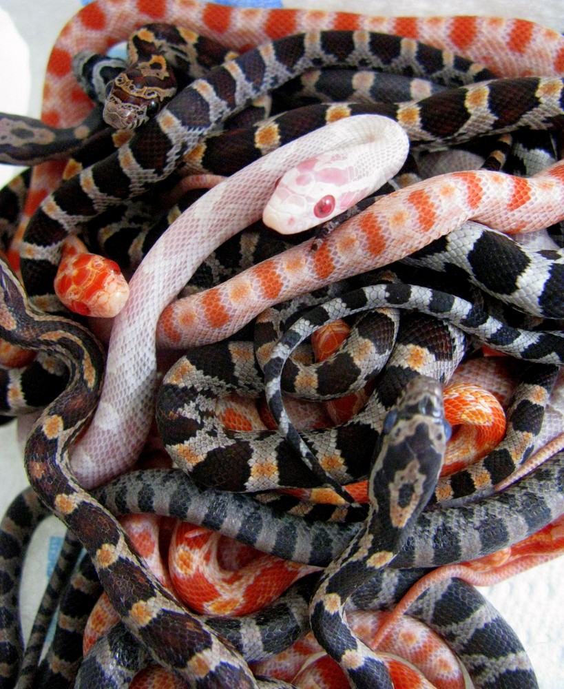 Baby Snakes