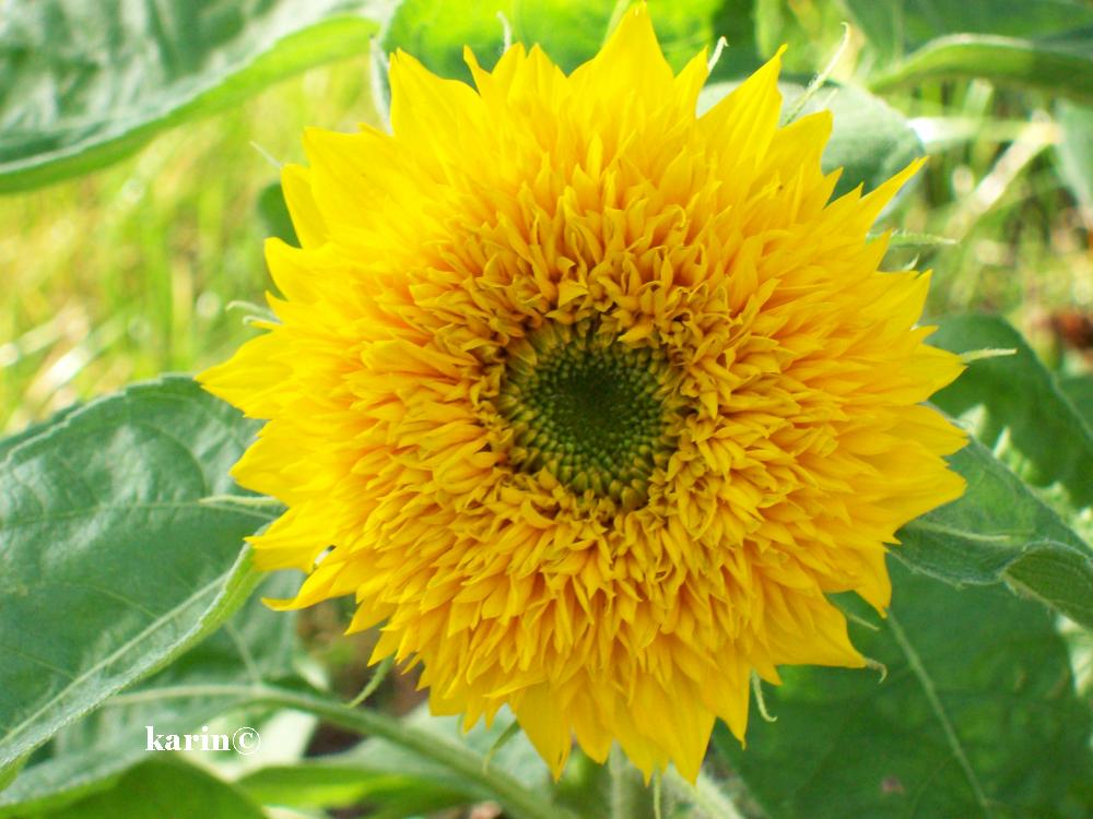 Baby-Sonnenblume