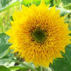 Baby-Sonnenblume