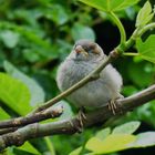 Baby sparrow