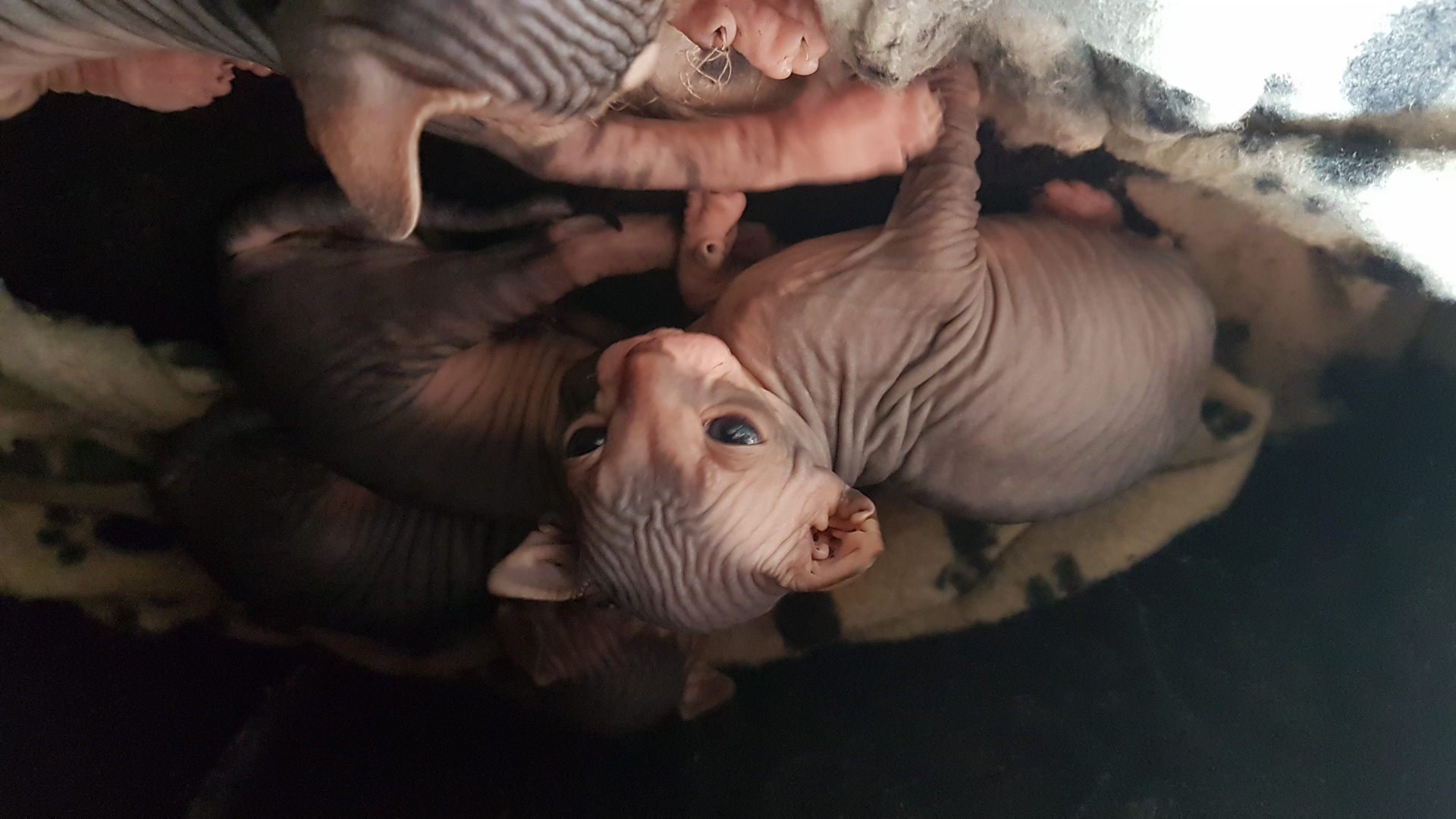 Baby sphynx