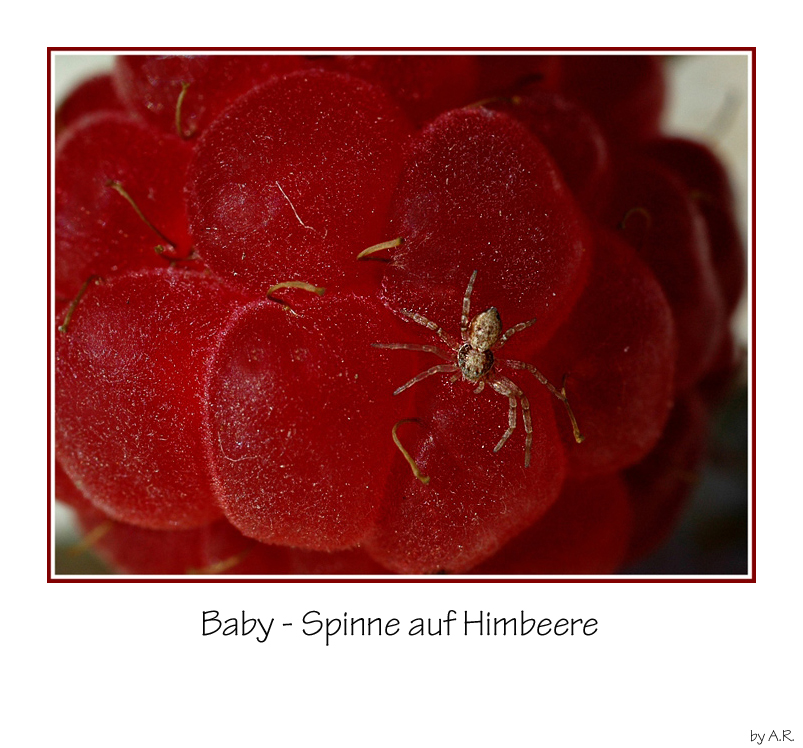 Baby-Spinne auf Himbeere - Reloaded