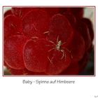 Baby-Spinne auf Himbeere - Reloaded