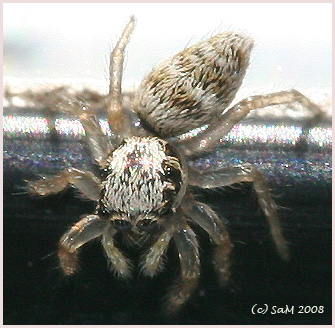 Baby - Springspinne