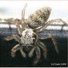 Baby - Springspinne