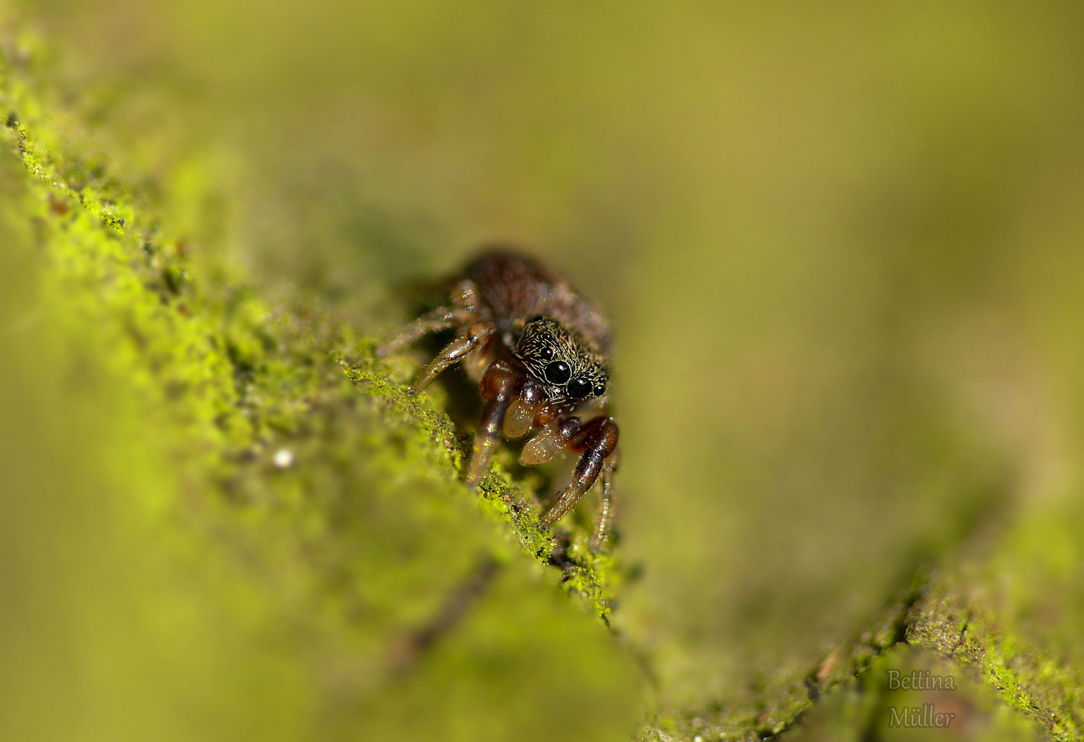 Baby Springspinne (Salticidae)