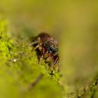 Baby Springspinne (Salticidae)