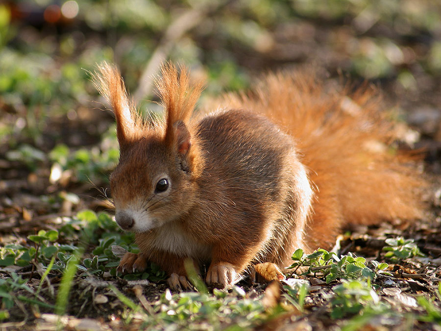 Baby Squirrel