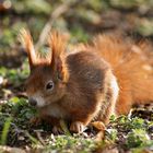 Baby Squirrel