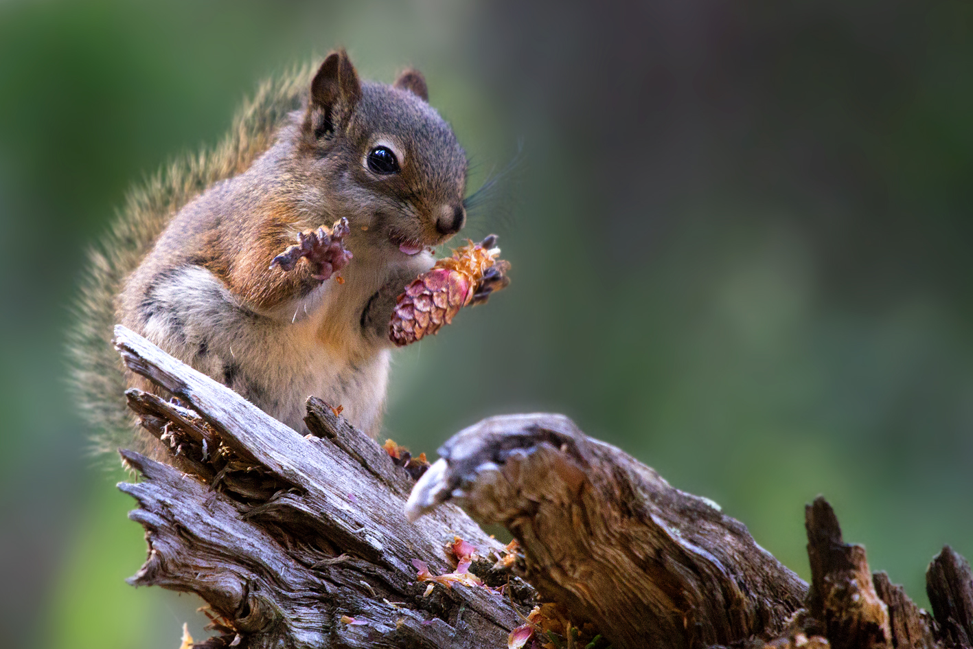 Baby Squirrel