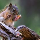 Baby Squirrel