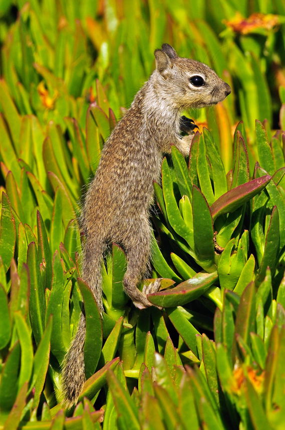 Baby-Squirrel