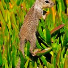 Baby-Squirrel