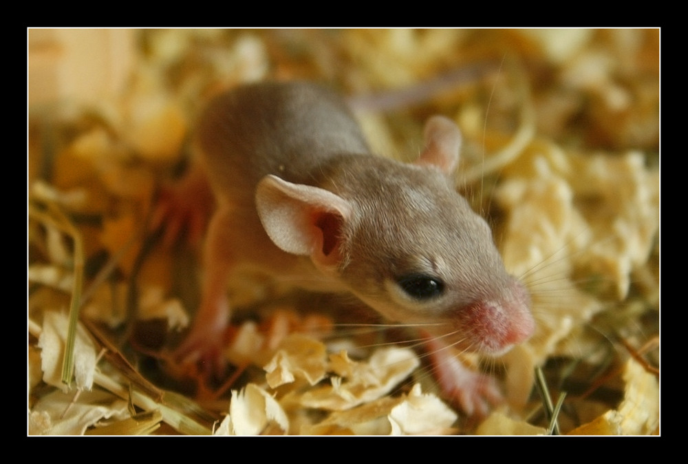 Baby Stachelmaus