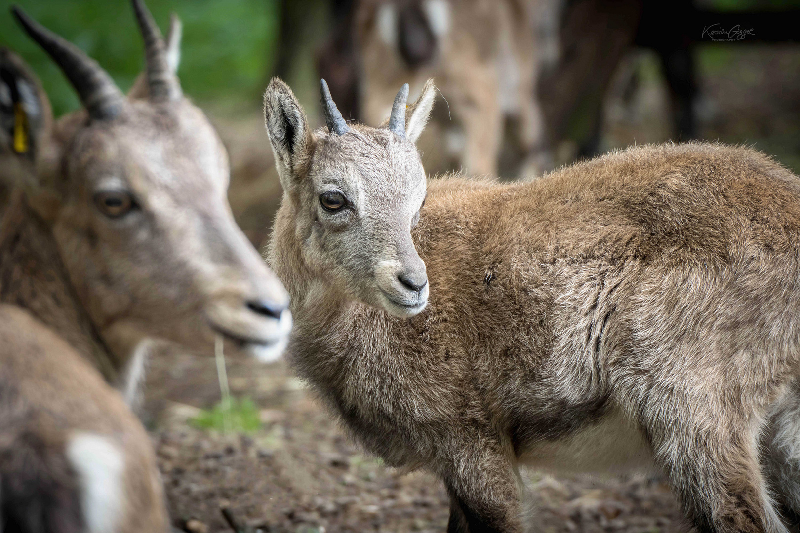 Baby Steinbock