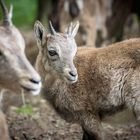 Baby Steinbock