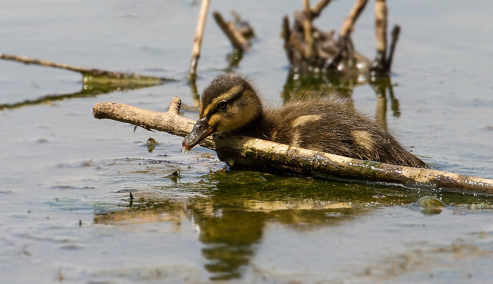 Baby Stockente am Stock